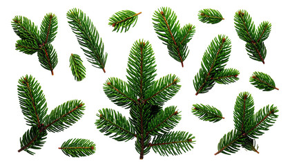 Assorted evergreen fir branches on a black background