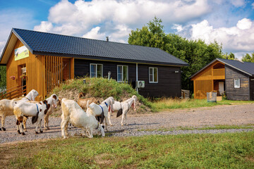 Barnyard on summer day. Modern, eco-friendly barns for cows and sheep, and hay storage sheds. High quality photo