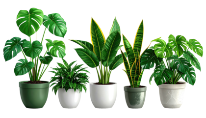 Five potted plants with varied foliage sit in a row