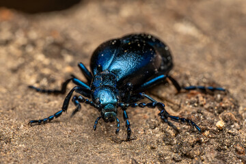 Violet Oil-beetle - Meloe violaceus, beautiful poisoneous blister beetle from European meadows and grasslands, Zlin, Czech Republic.
