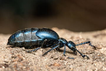Violet Oil-beetle - Meloe violaceus, beautiful poisoneous blister beetle from European meadows and grasslands, Zlin, Czech Republic.
