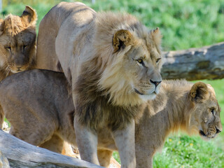 Trois lions et lionnes s'amusent