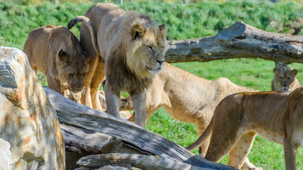 Meute de lions et lionnes