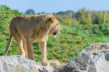 Lion vu de profil