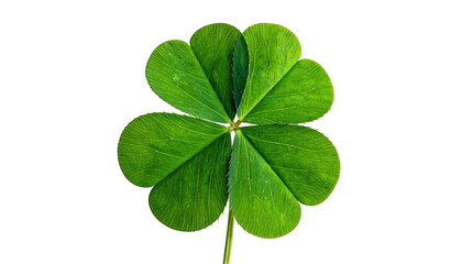 Isolated vibrant four-leaf clover, against stark black background