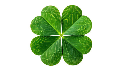 Lush, green four-leaf clover on a stark black background