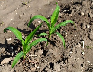 Young Corn Plants Sprouting in Field - A Promising Agricultural Start.