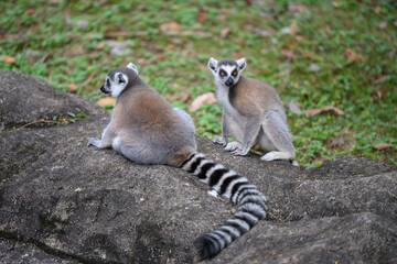 Ring-tailed lemurs at the zoo