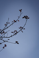 Obraz premium autumn photos, nature, sunset, autumn sky, leaves in the water