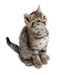 Small gray kitten isolated on white background.