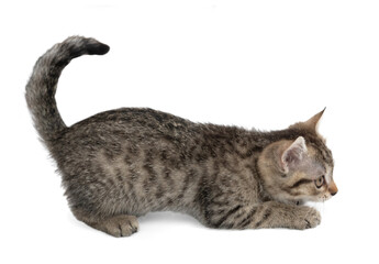 Small gray kitten isolated on white background. The kitten is playing.