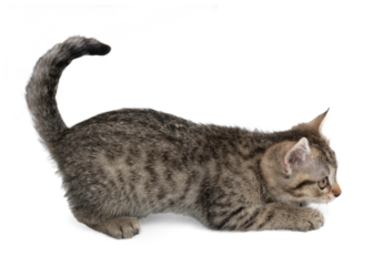 Small gray kitten isolated on white background. The kitten is playing.