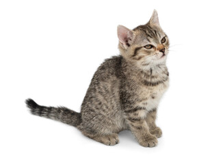 Obraz premium Small gray kitten isolated on white background. A cunning kitten sits and waits for food.
