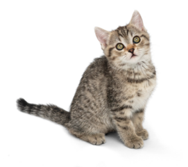 Small gray kitten isolated on white background. The kitten sits and looks forward.