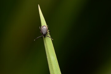 Grass Blade Macro Tick Detailed Nature Danger Forest