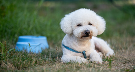 Small white fluffy dog ​​with curly fur - CURLY BISON lying on the grass outdoors. Pet wearing a blue harness and relaxing next to a blue bowl of water on a sunny day.