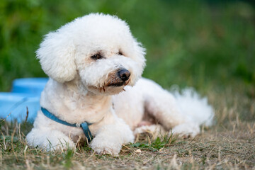 Small white fluffy dog ​​with curly fur - CURLY BISON lying on the grass outdoors. Pet wearing a blue harness and relaxing next to a blue bowl of water on a sunny day.