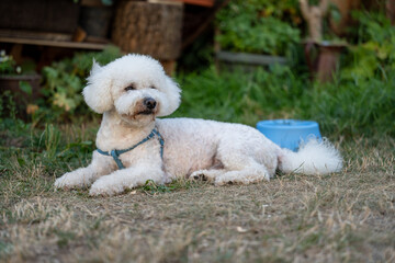 Cute white fluffy dog ​​resting on the green grass outdoors. Small breed with curly fur - CURLY BISON wearing a blue harness and lying next to a blue bowl of water in a park or yard.