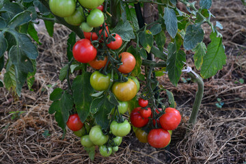 a cluster of Ripening Tomatoes on the Vine in a Garden