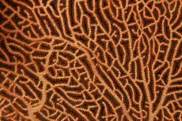 The branching of coral in the Red Sea resembles a veritable labyrinth.