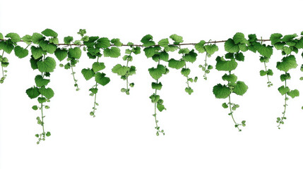 Fototapeta premium A minimalist graphic illustration of a hop shoot using clean, simple green lines on a white background. Modern art style.