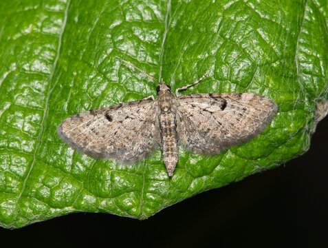 Pug moth Eupithecia insect on leaf at night nature pest control.