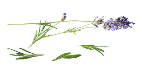 detailed lavender sprig and leaves capturing the essence of aromatherapy, relaxation, and natural beauty ideal for spa and wellness promotions