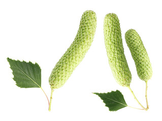 vibrant birch catkins and leaves displaying vivid springtime freshness and nature's growth, showcasing natural beauty for spring concepts