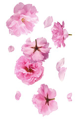 delicate pink cherry blossoms display stunning floral beauty, presenting elegance and grace, ideal for romantic themes and wedding concepts celebrating love