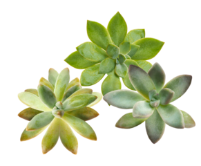 group of three succulent plants with varied shades of green, showcasing resilience and adaptability, ideal for nature-inspired designs or garden themes