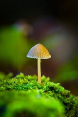 mushroom in the forest closeup wallpaper