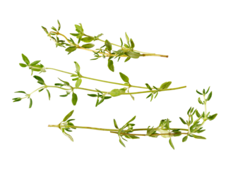 fragrant thyme sprigs offering a touch of herbal freshness, perfect for culinary creations, wellness designs, and aromatic themes of nature