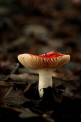 mushroom in the forest closeup wallpaper