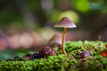 mushroom in the forest closeup wallpaper
