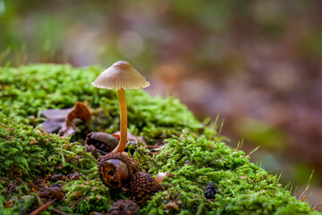 mushrooms in the forest closeup wallpaper