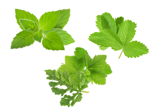 assorted culinary herbs showcasing vibrant green textures, symbolizing freshness and gastronomic innovation, capturing the essence of natural flavor enhancement