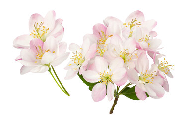 delicate apple blossoms capturing the essence of spring, perfect for conveying freshness, natural beauty, and seasonal themes in designs and marketing