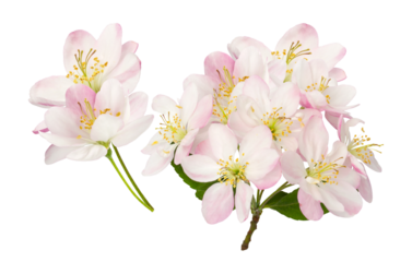 delicate apple blossoms capturing the essence of spring, perfect for conveying freshness, natural beauty, and seasonal themes in designs and marketing