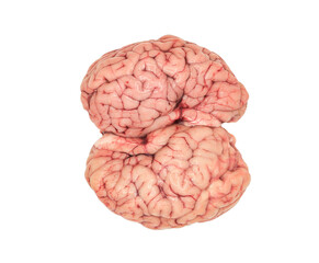 Animal brain, isolated. Natural form and organic texture. Concept of biology, learning, and natural structures in educational or creative contexts.