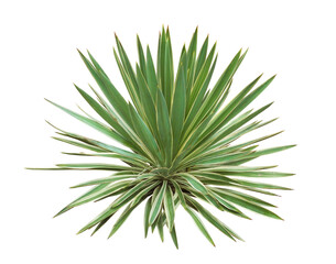 アツバキミガヨラン　樹高80cm