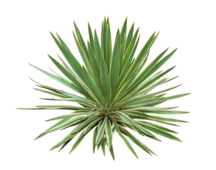 アツバキミガヨラン　樹高80cm