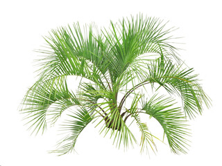 ココスヤシ　樹高140cm