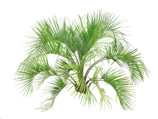 ココスヤシ　樹高140cm