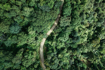 The beautiful landscape of green rice terraces in Bali, Indonesia, and rice fields in Thailand showcases stunning Asian nature and agriculture