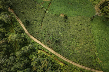 The beautiful landscape of green rice terraces in Bali, Indonesia, and rice fields in Thailand showcases stunning Asian nature and agriculture