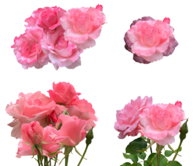 romantic array of captivating pink roses evokes vintage elegance and cherished sentiments perfect to enhance themes of love, appreciation, and tenderness