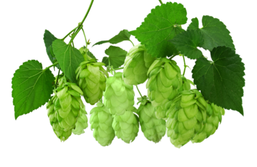 lush hop cones and leaves representing brewing, agriculture, and natural flavors ideal for beer, beverage, and organic product presentations