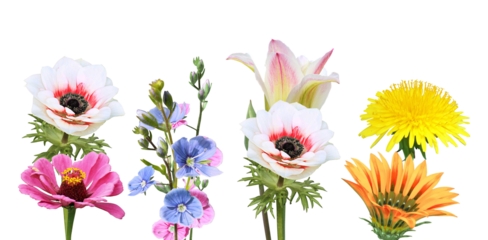 delicate almond blossoms and nuts representing spring's promise of growth and renewal, capturing the essence of nature's beauty for serene and botanical themes