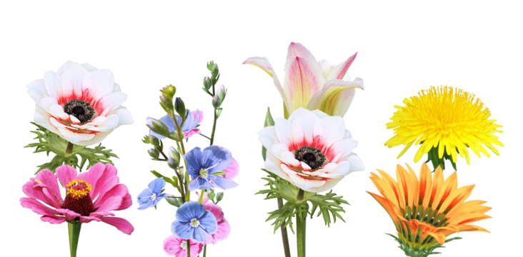 delicate almond blossoms and nuts representing spring's promise of growth and renewal, capturing the essence of nature's beauty for serene and botanical themes