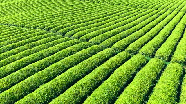 Perfectly aligned rows in a lush green tea plantation.